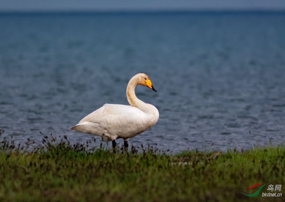 DSC_8335.jpg