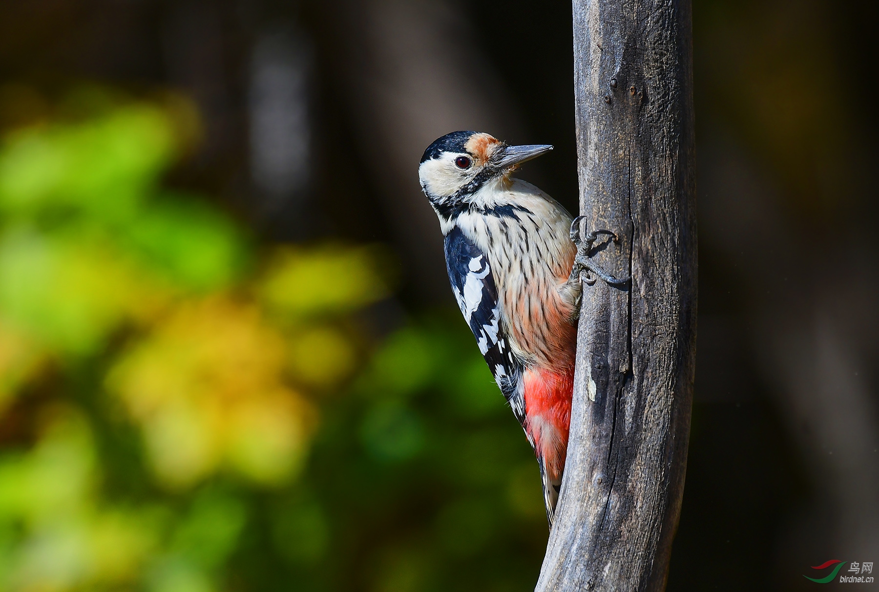 郎中夫妻白背啄木鸟