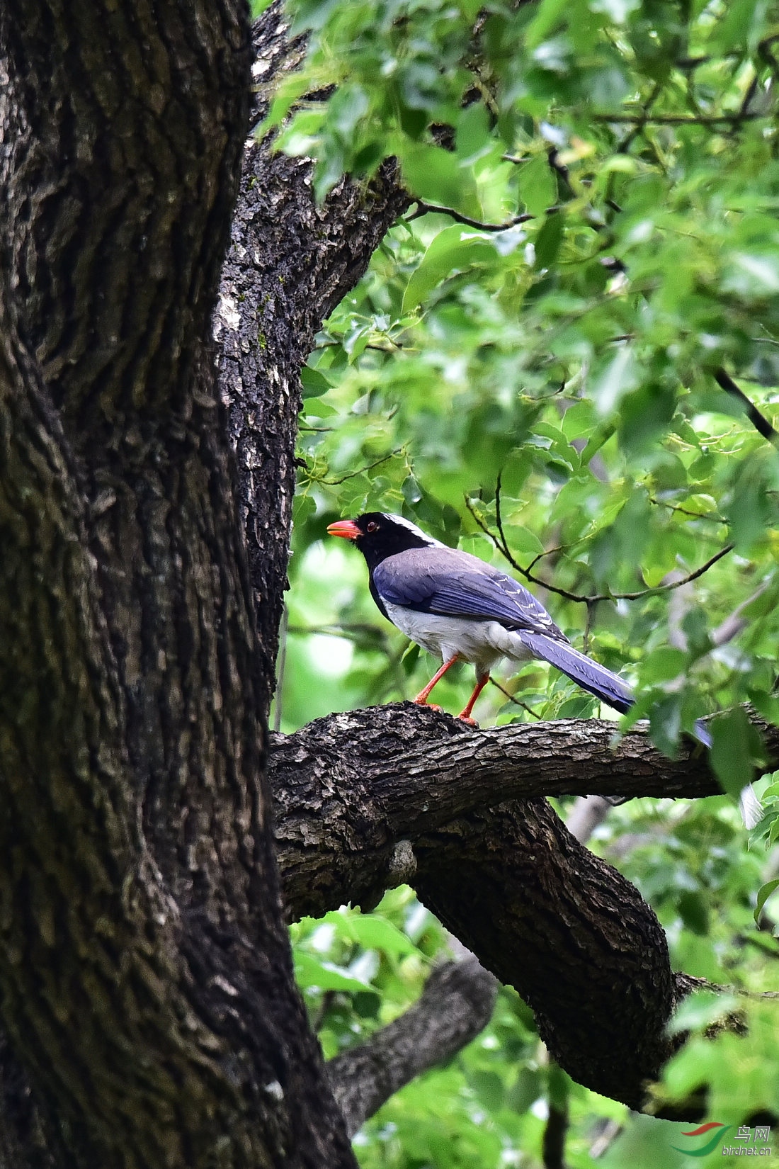 DSC_0550.JPG