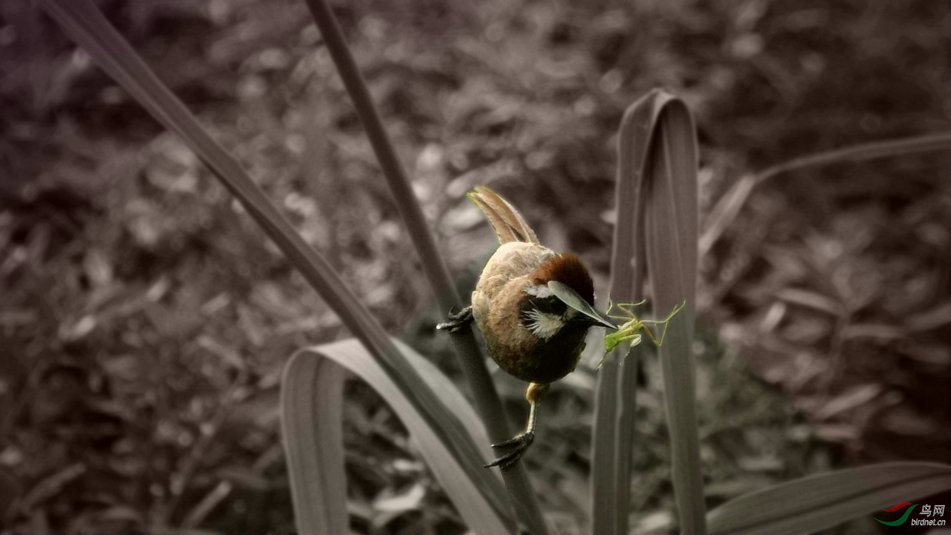 螳螂已插翅难飞