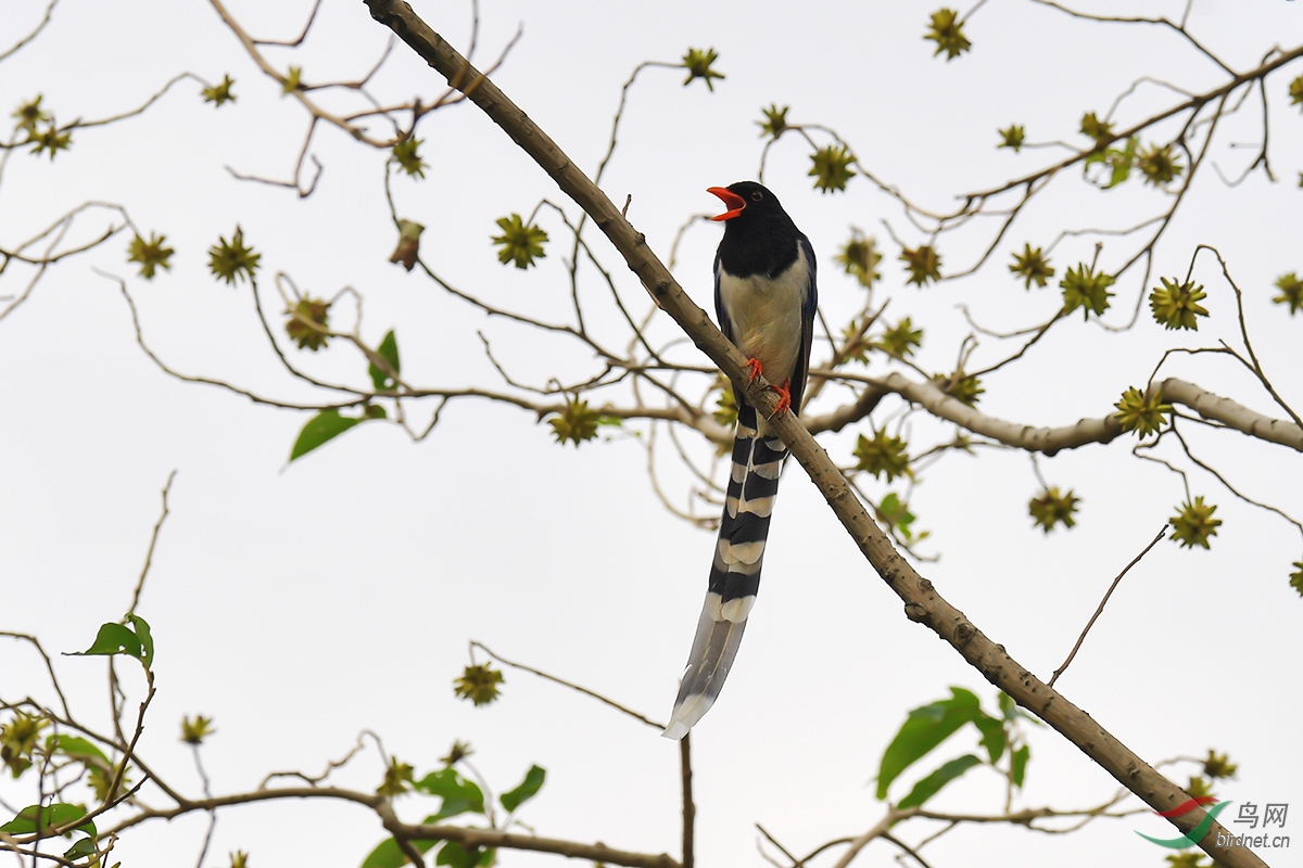 DSC_p6807.jpg