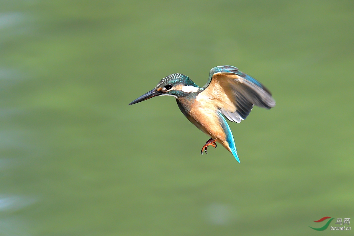 DSC_p6033.jpg