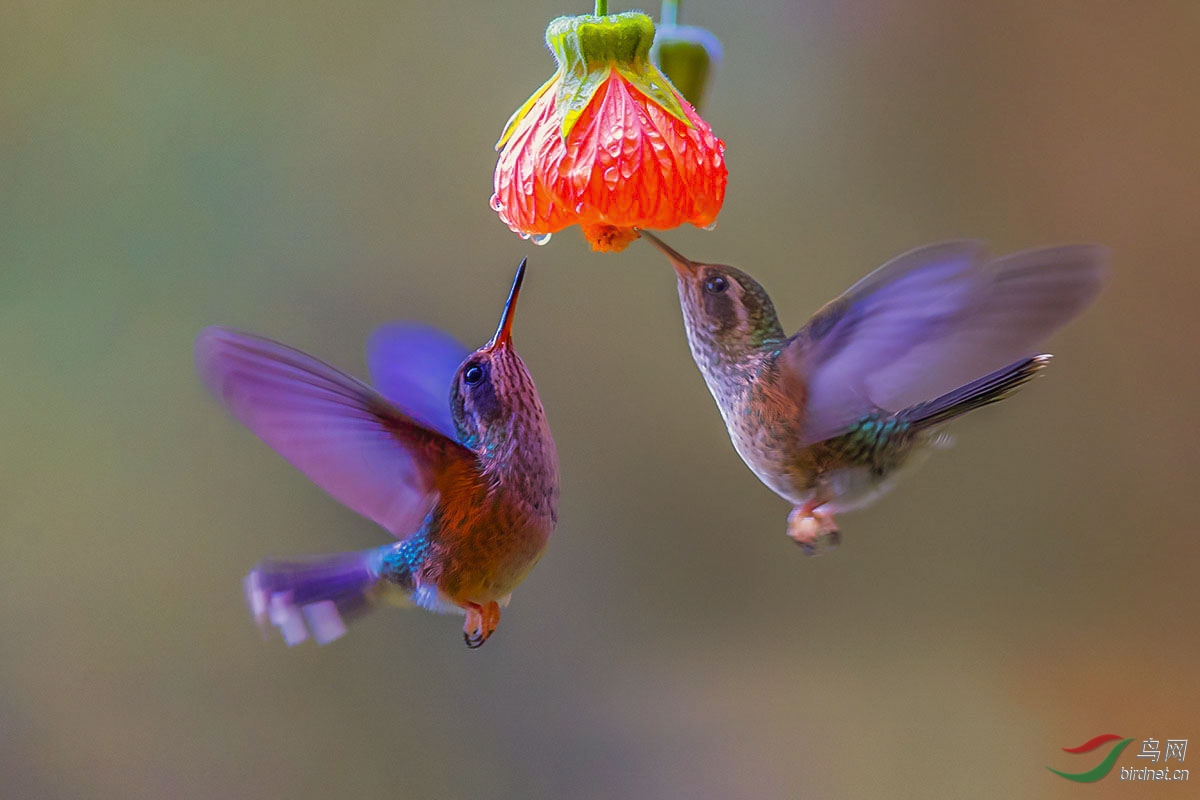 双鸟恋花