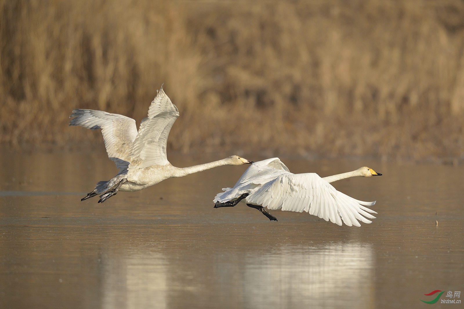 _D8A4314_10761a.jpg