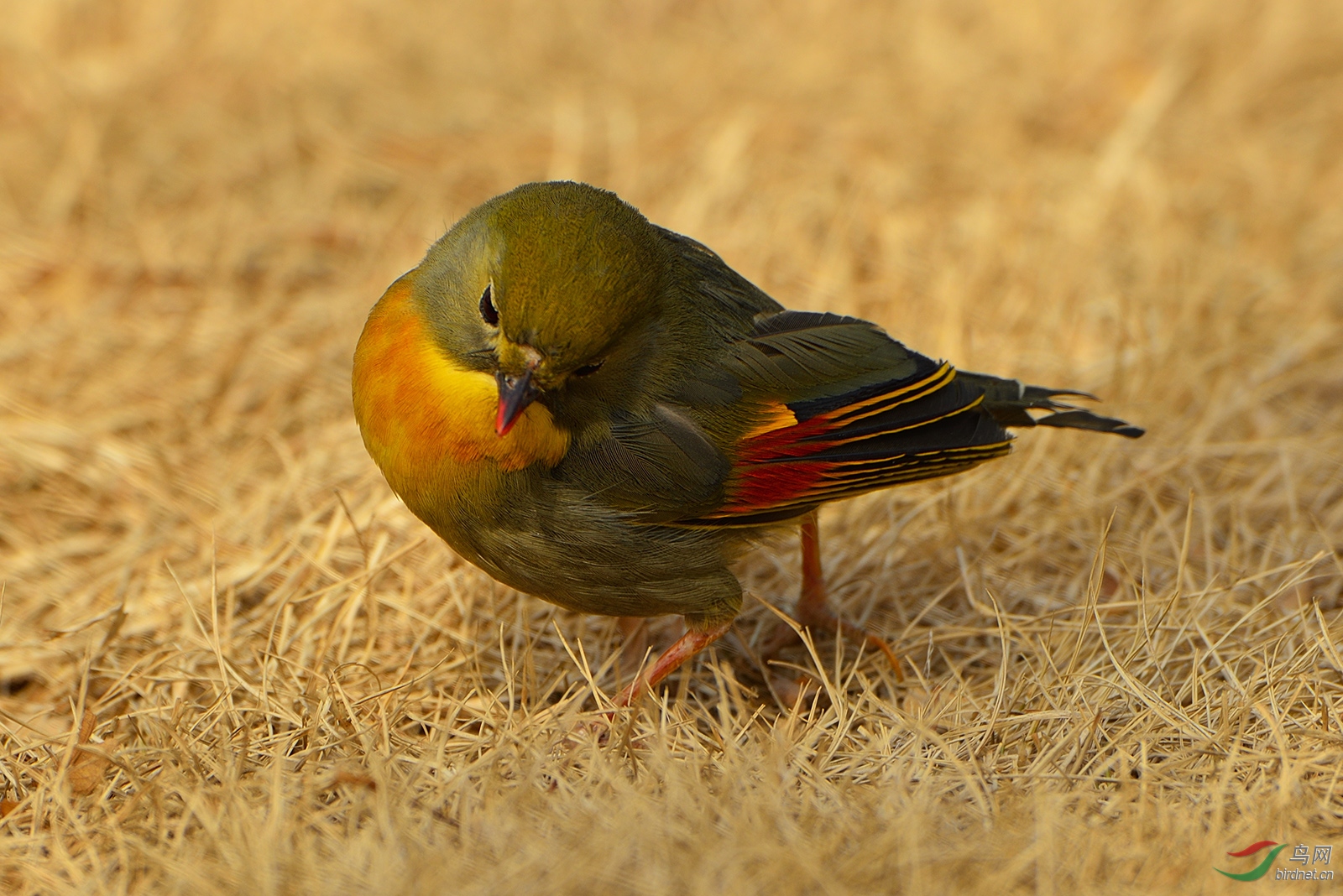 相思鳥