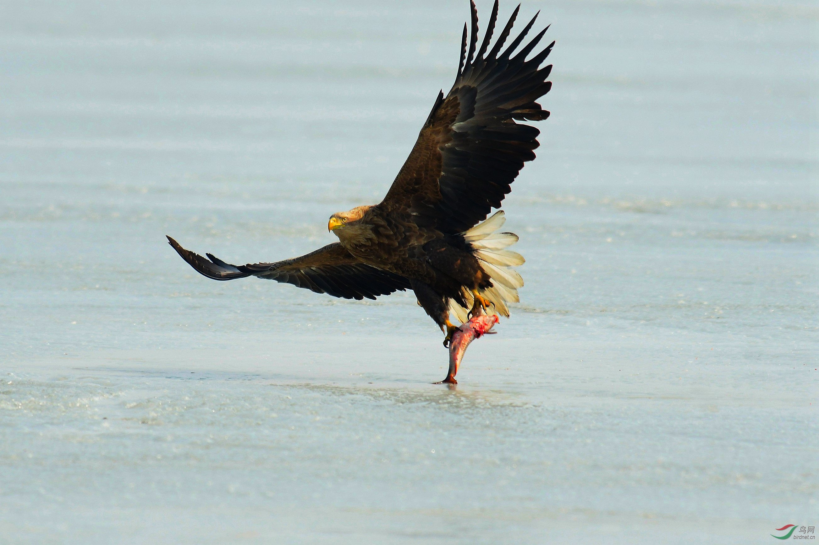 白尾海雕抓鱼