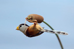 psb (9).jpg