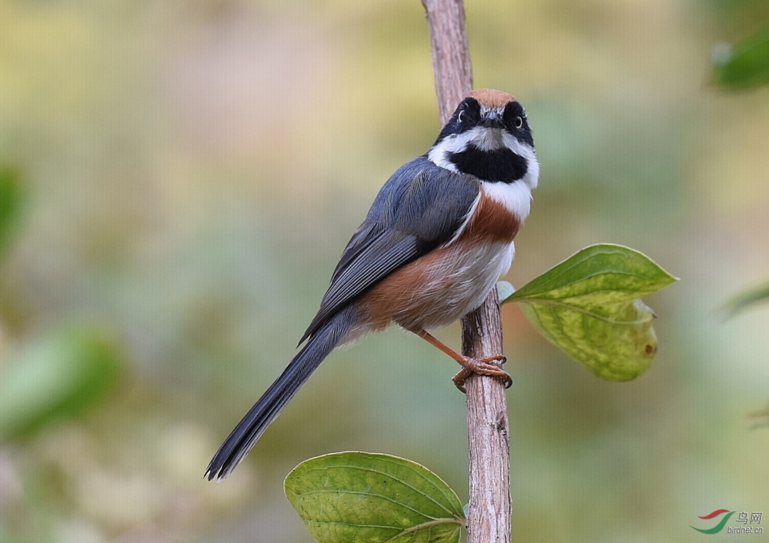 双目炯炯有神之"熊猫鸟"-红头长尾山雀