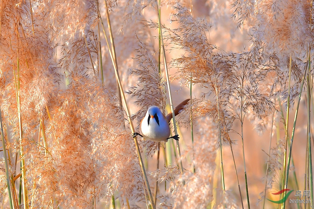 DSC_7256_��ͼ��.jpg