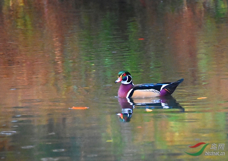 DSC_6995-_����.jpg
