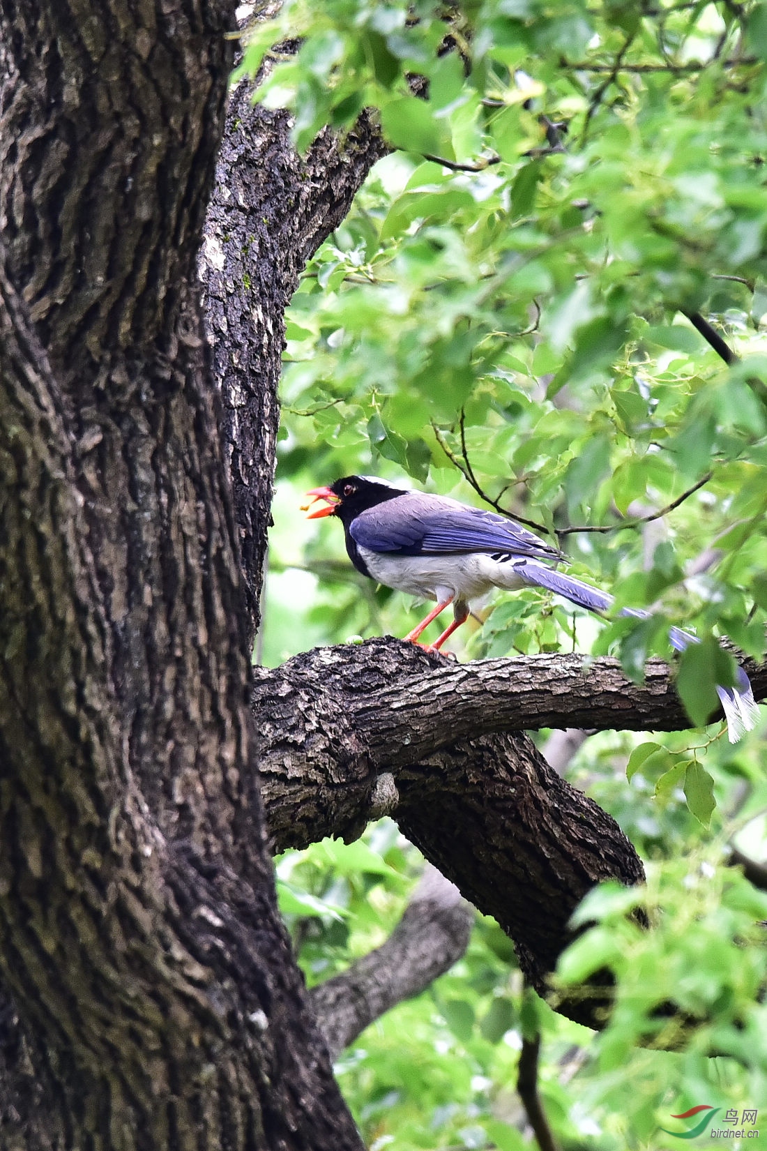 DSC_0559.JPG