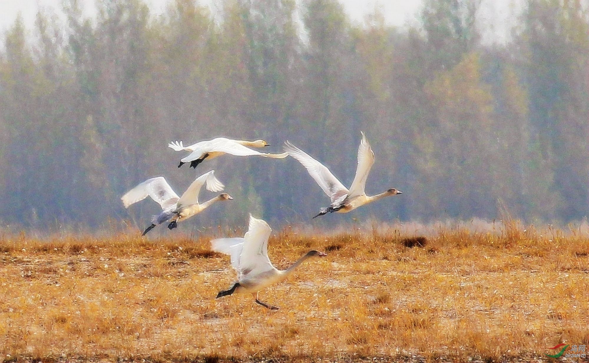 AK2Y8978_2000.jpg