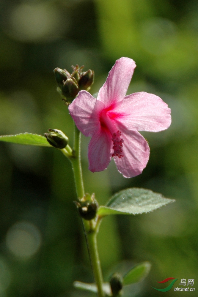 免推免顶免分贴8