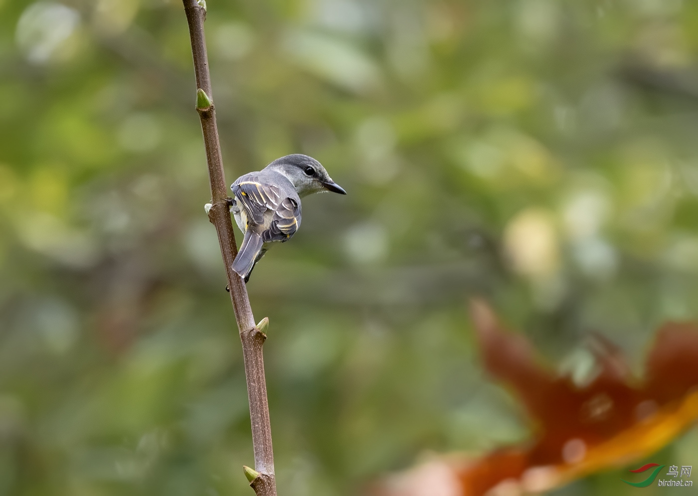 灰山椒鳥