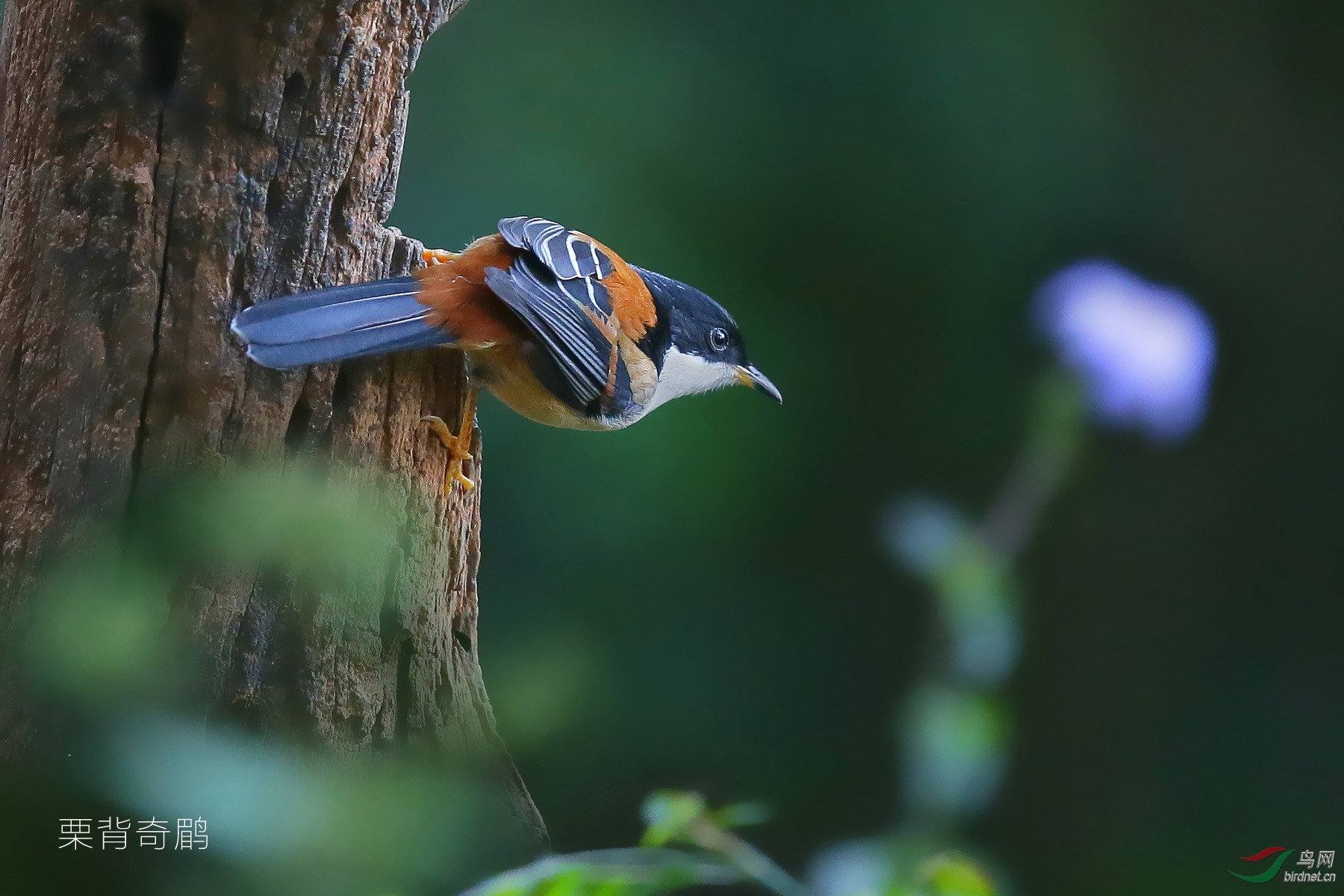 自然无需雕凿之十幅幽径花翎野拍