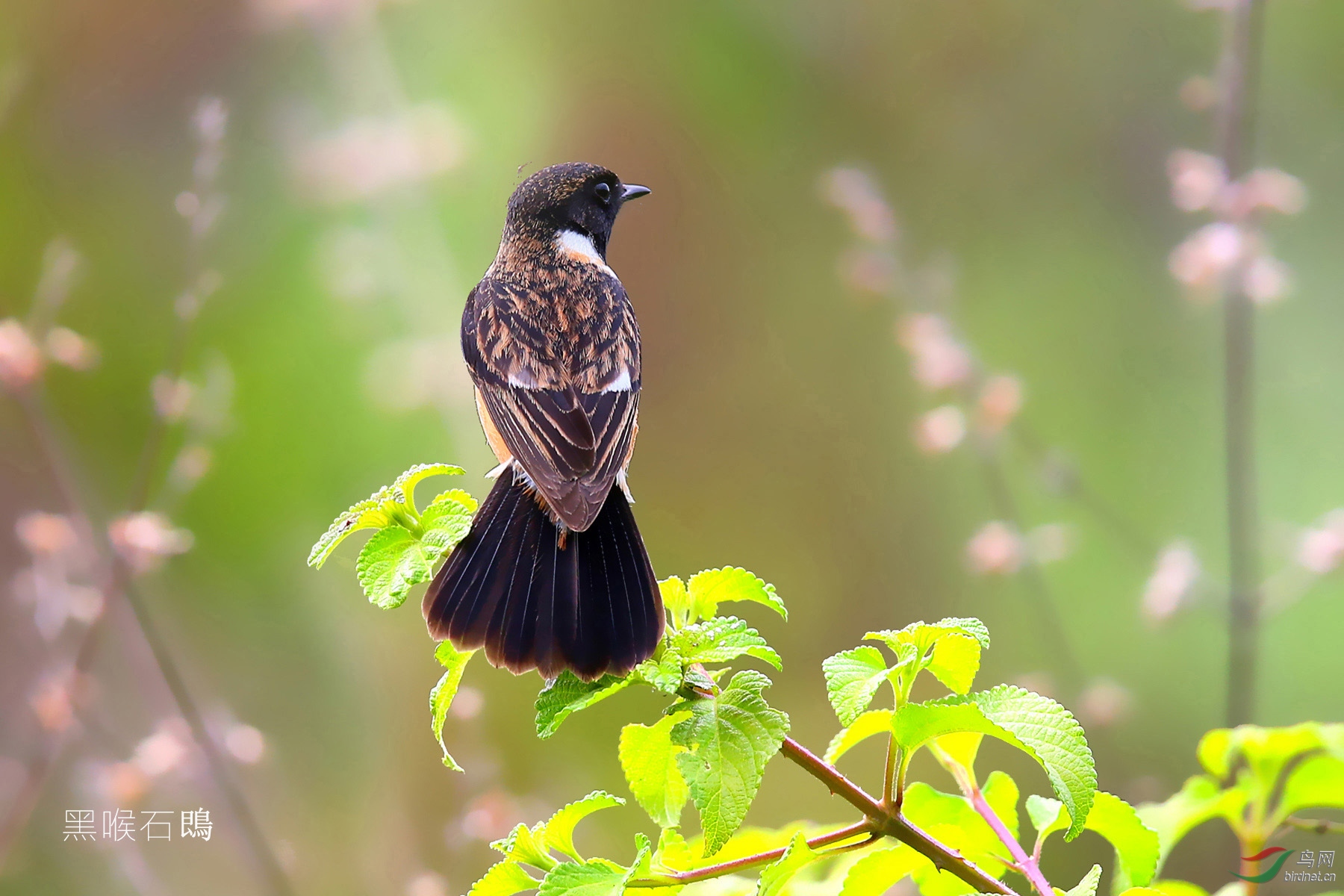 自然无需雕凿之十幅幽径花翎野拍