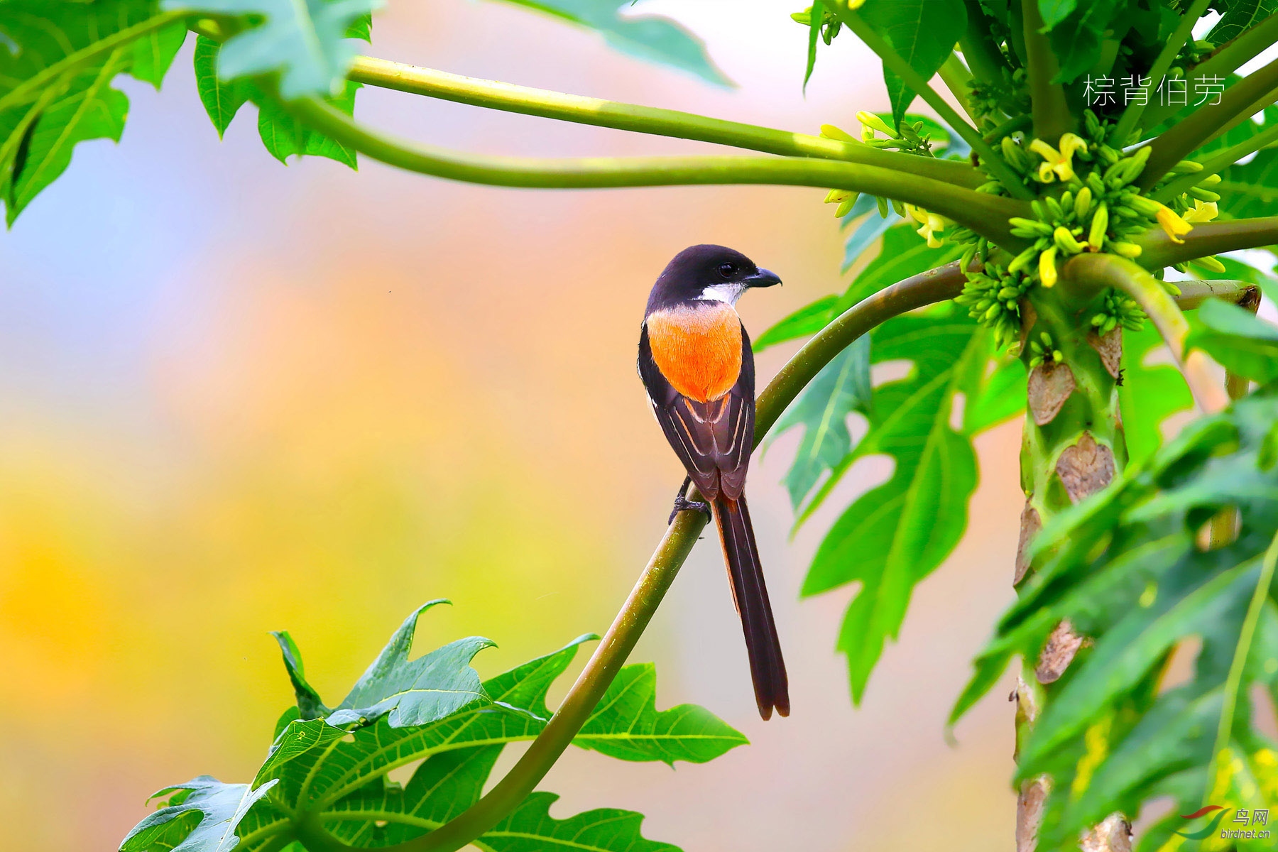 自然无需雕凿之十幅幽径花翎野拍