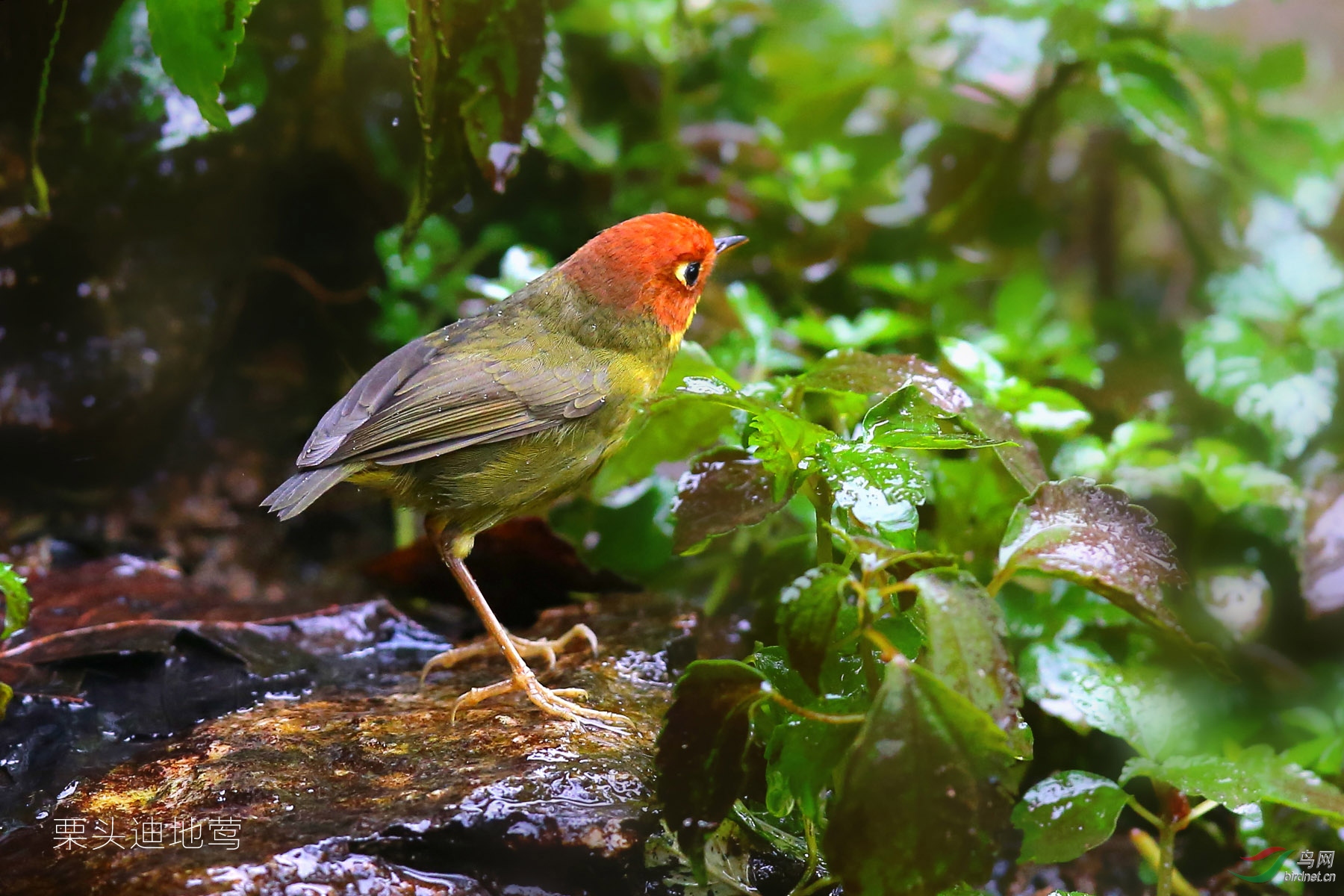 自然无需雕凿之十幅幽径花翎野拍