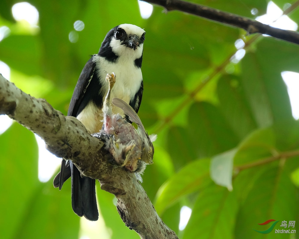 �׶�С��-White-fronted-Falconet-1.jpg