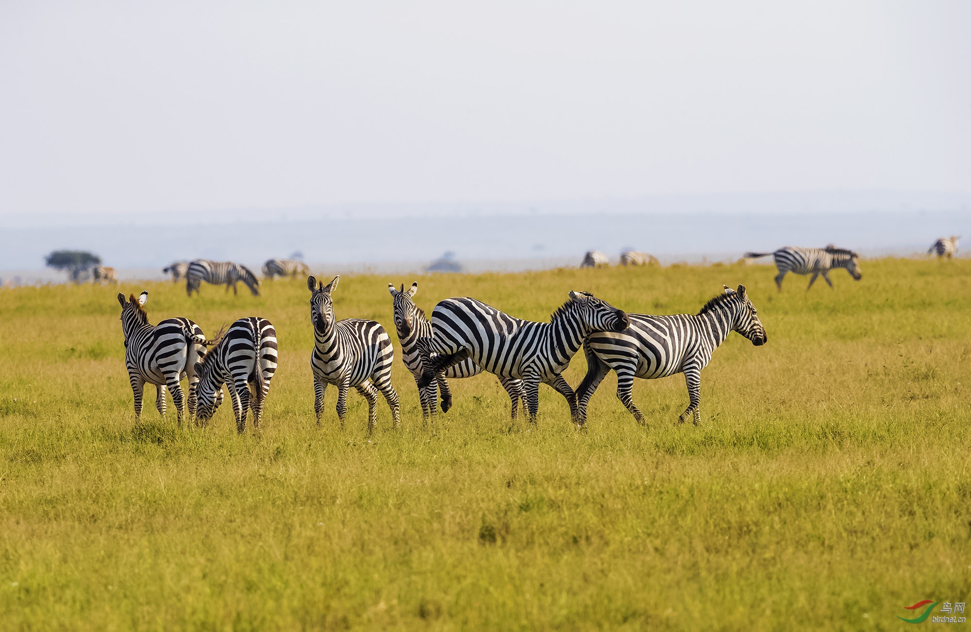 非洲草原——斑马