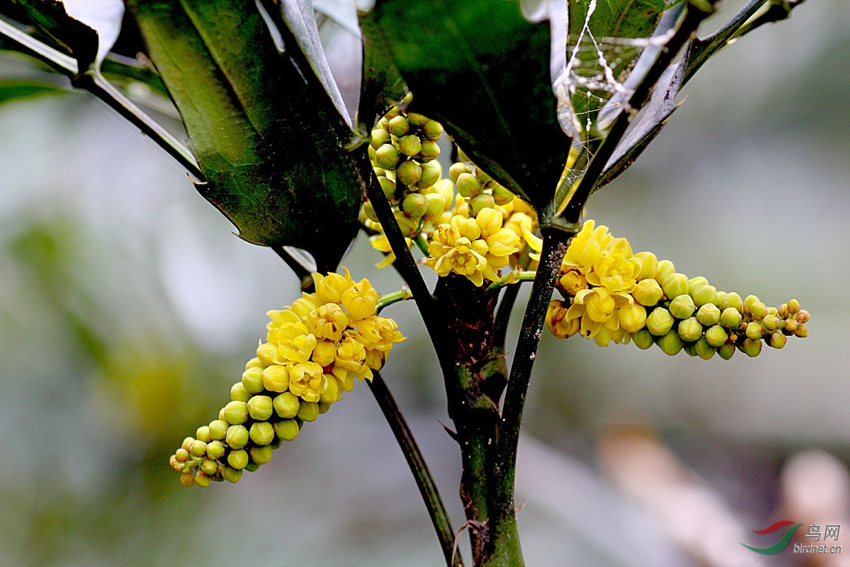 【花卉欣赏】《十大功劳》