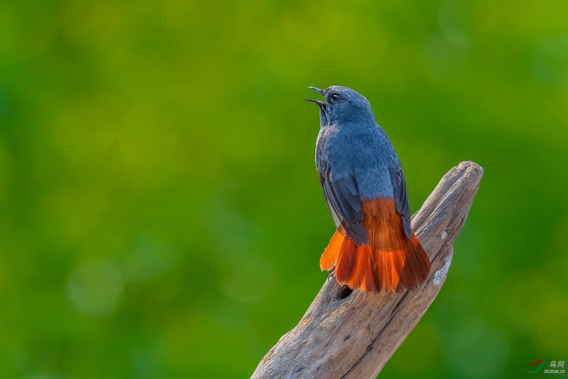 _DSC6351-1.jpg