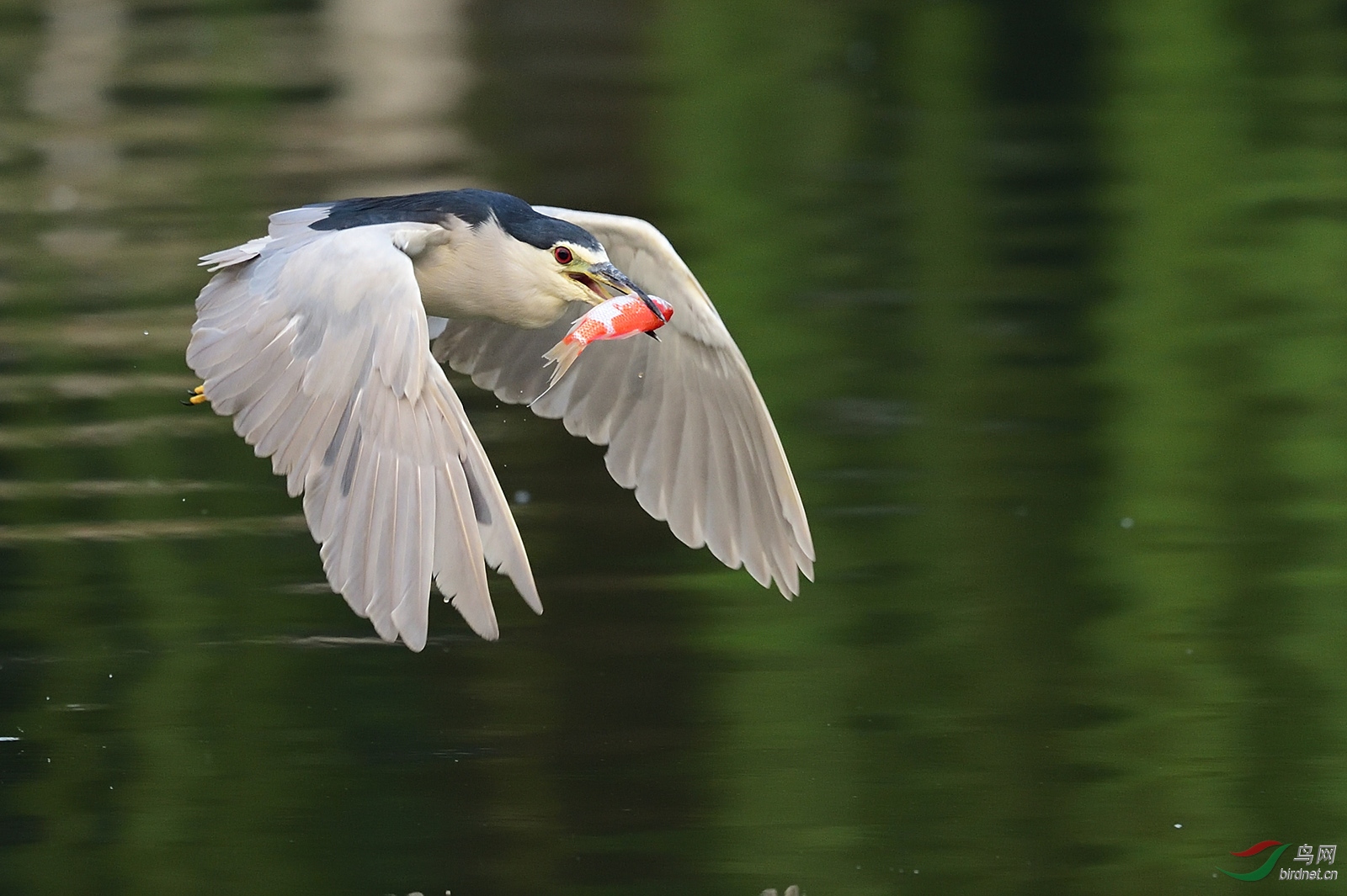 DSC_6737_10637a.jpg
