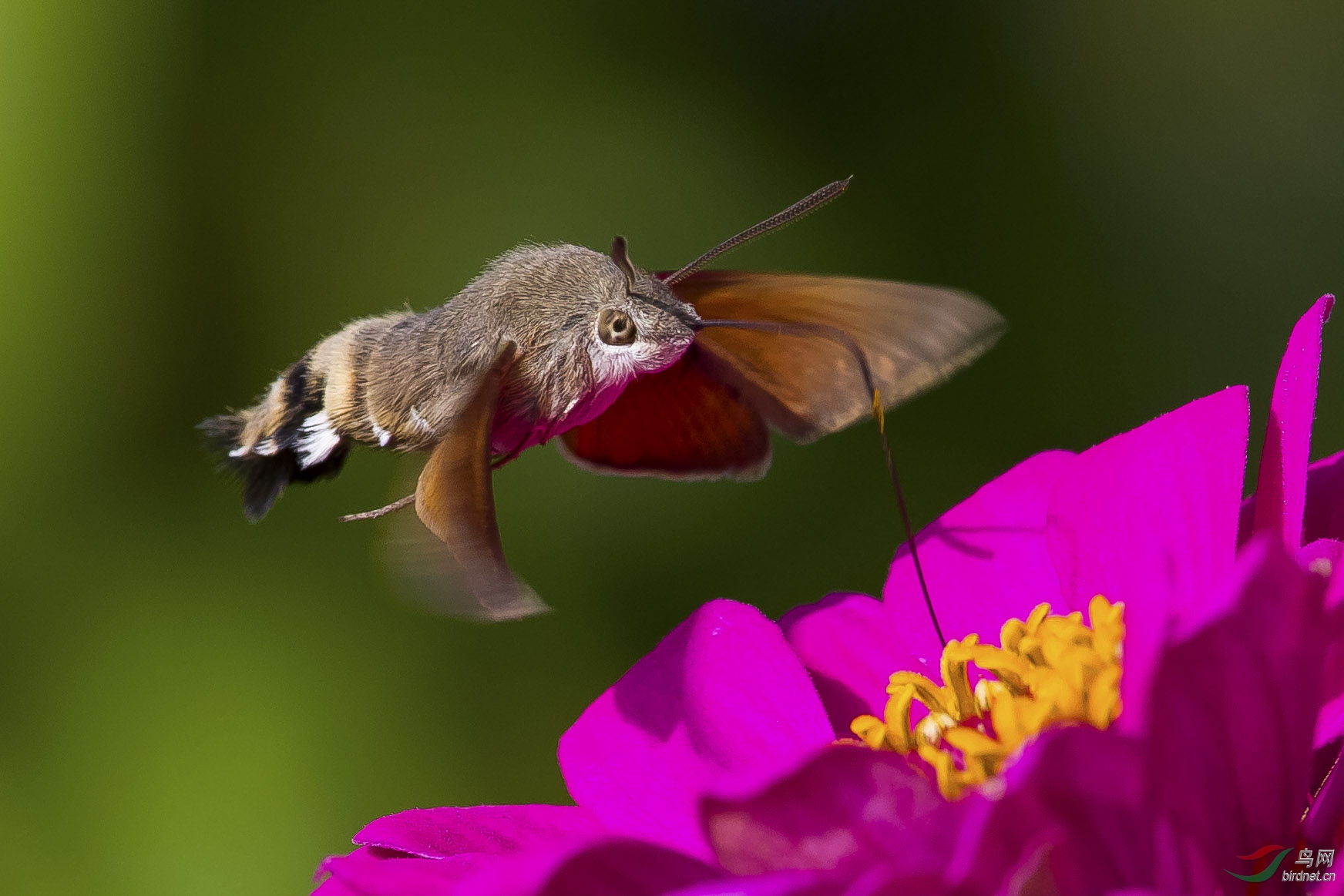 四不像——蜂鸟鹰蛾