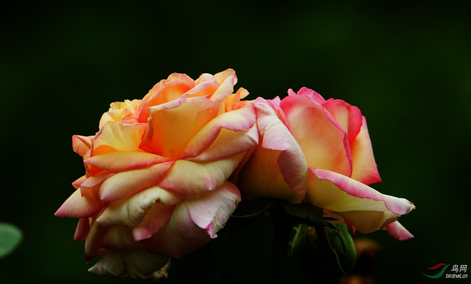 DSC08351.JPG