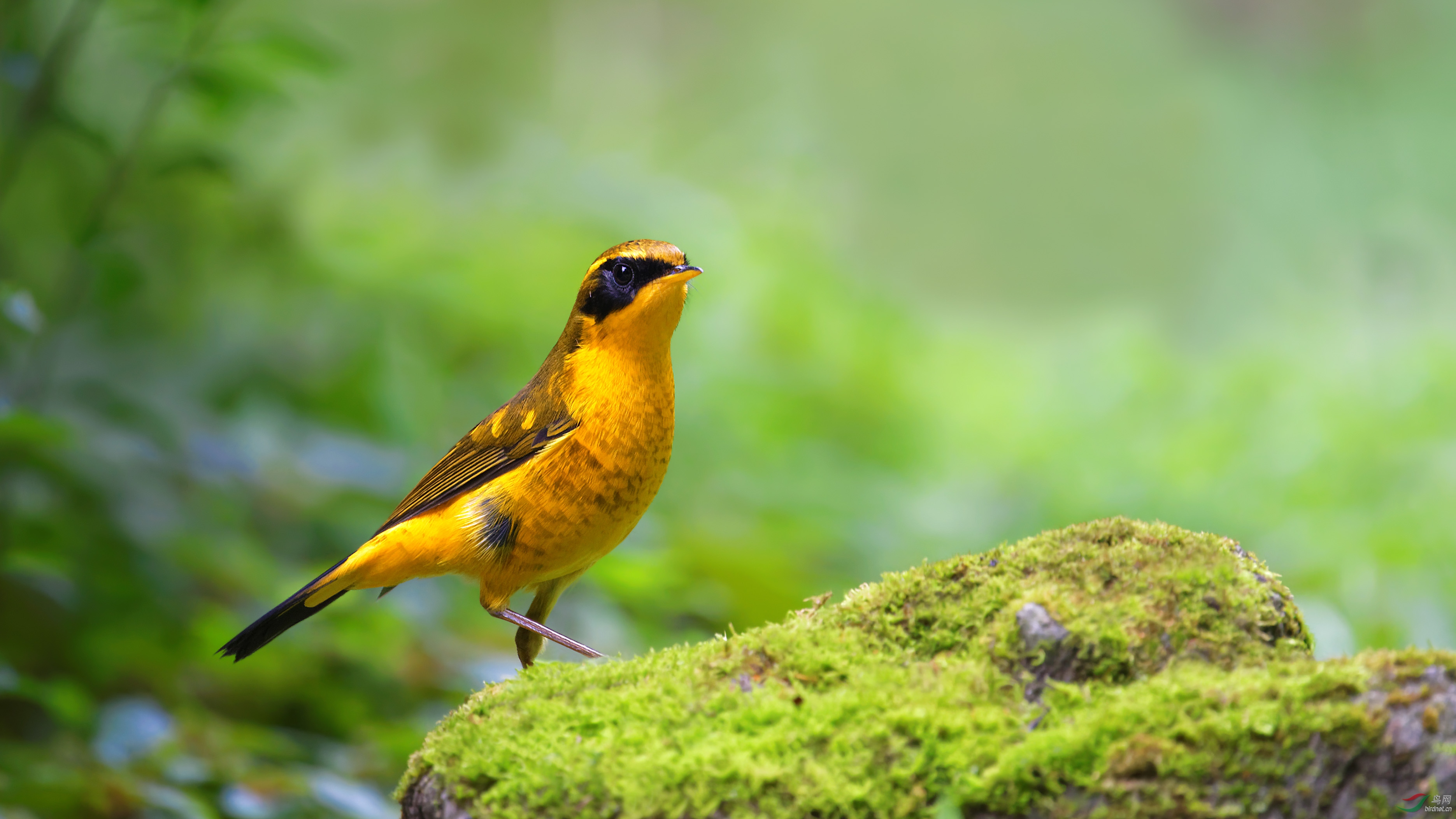 川大今拍金色林鸲祝贺本版佳作祝贺获首页精华