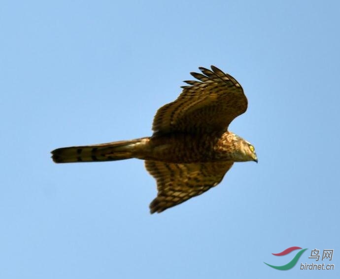 ����ɶӥ��