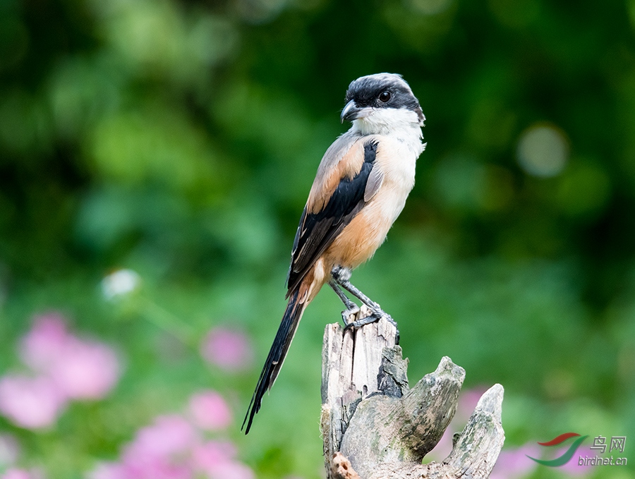 DSC_5617.jpg
