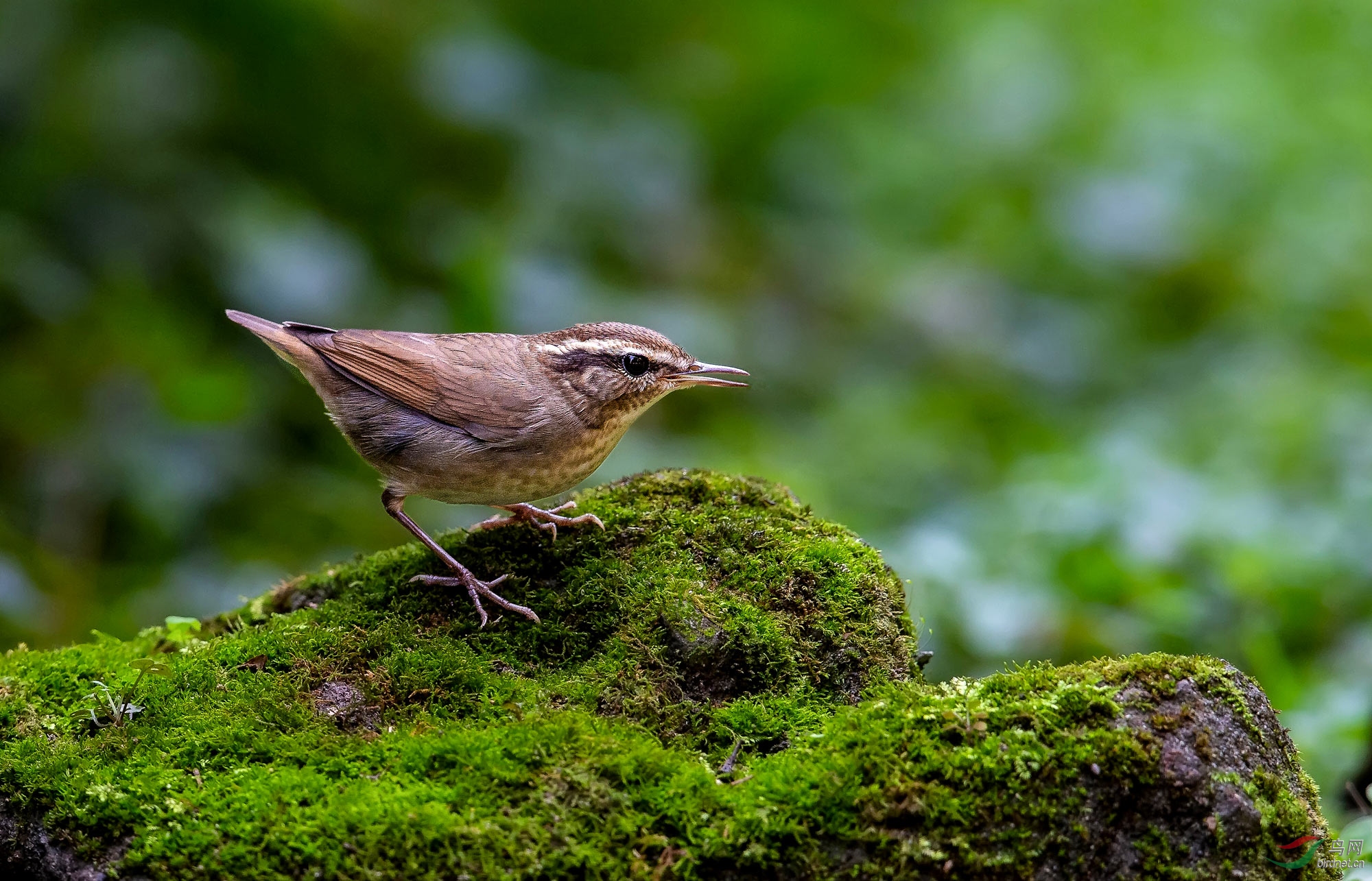 秋歌一曲鳞头树莺