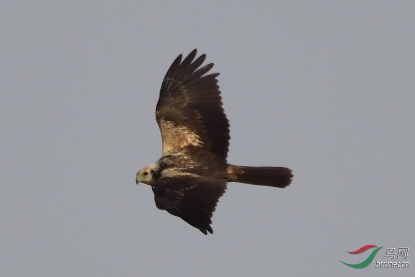 DSC_9541_00001_00001.jpg