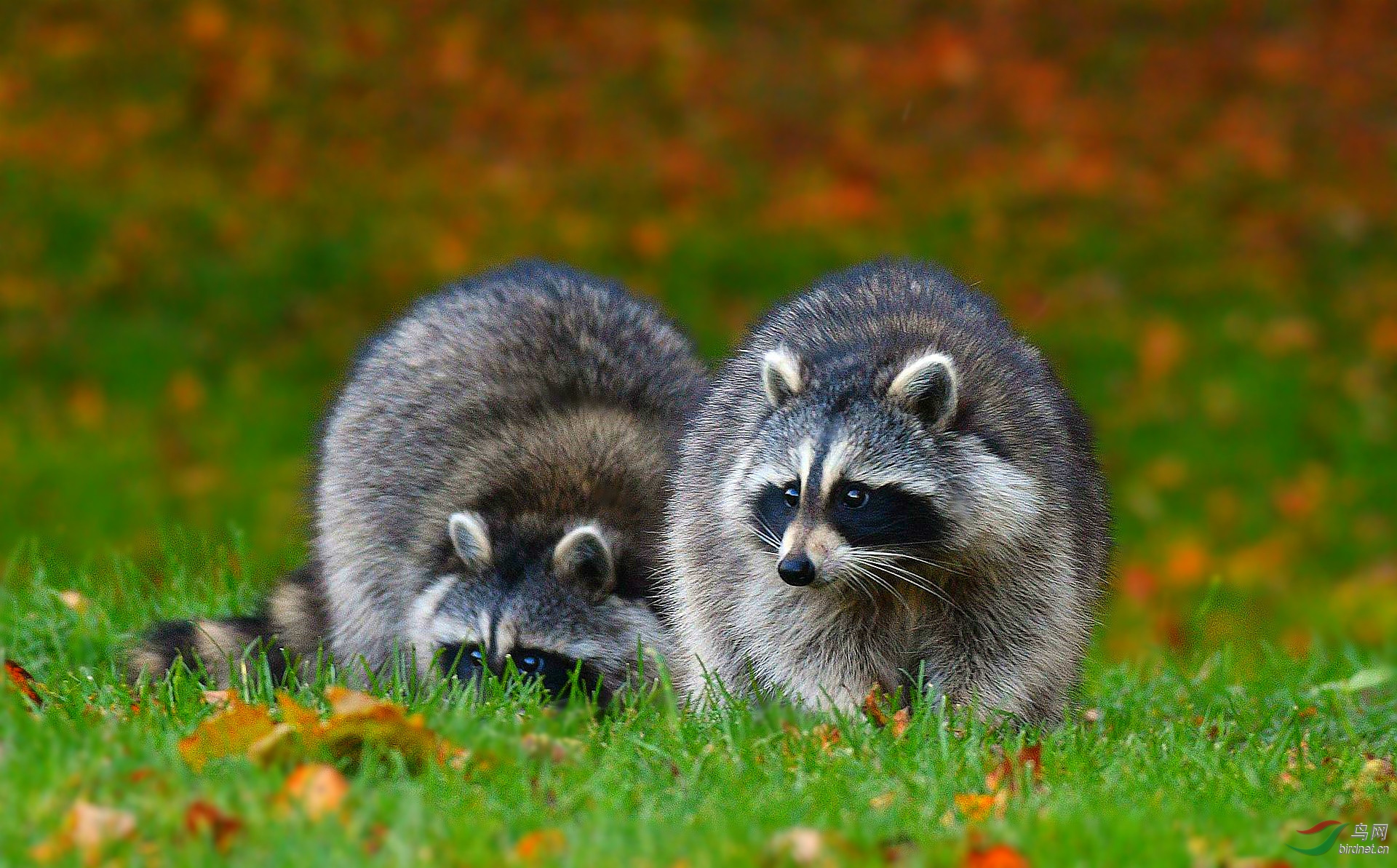 北美浣熊啥情况