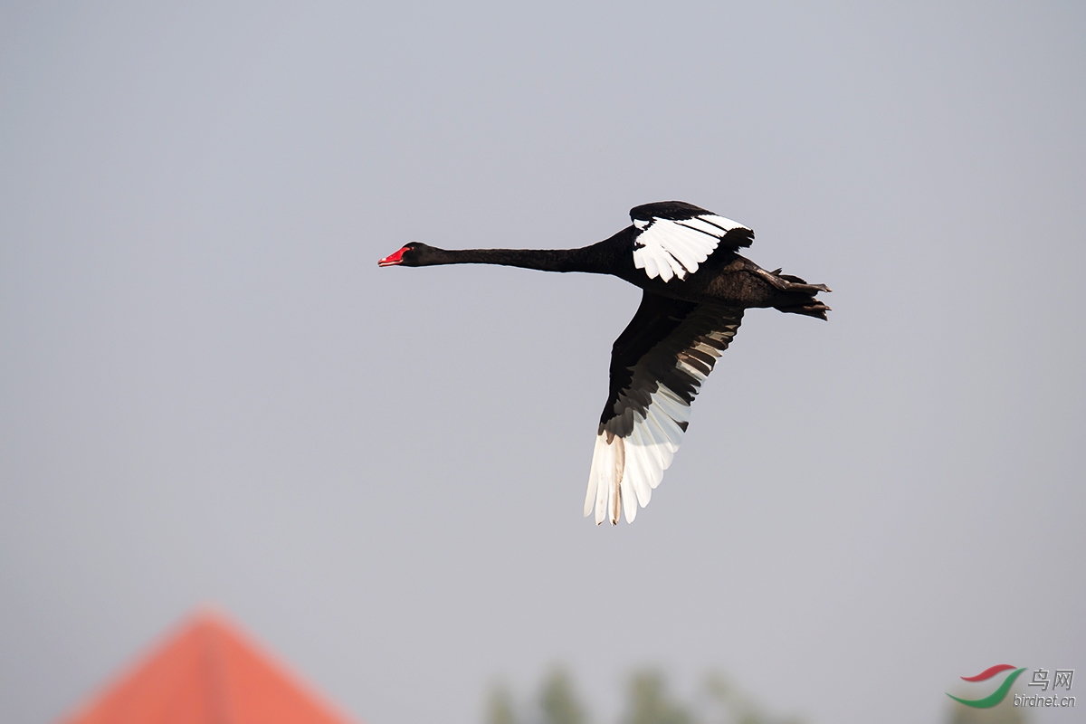 DSC_p7921.jpg