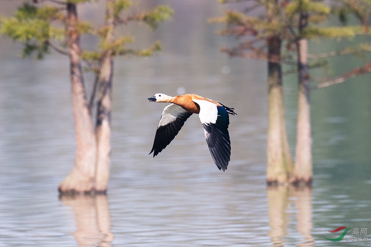 DSC_ps8220.jpg