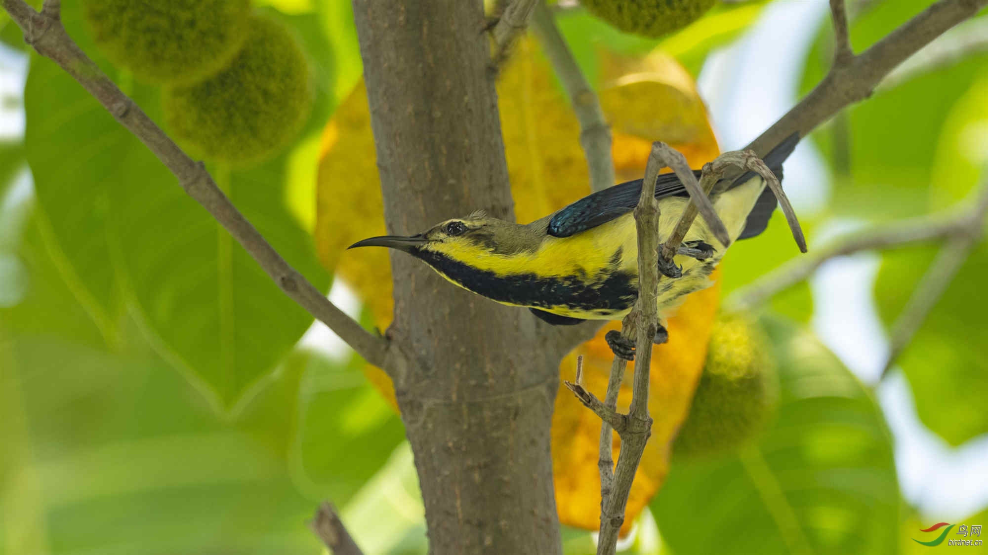 �����������ز����ƴ����