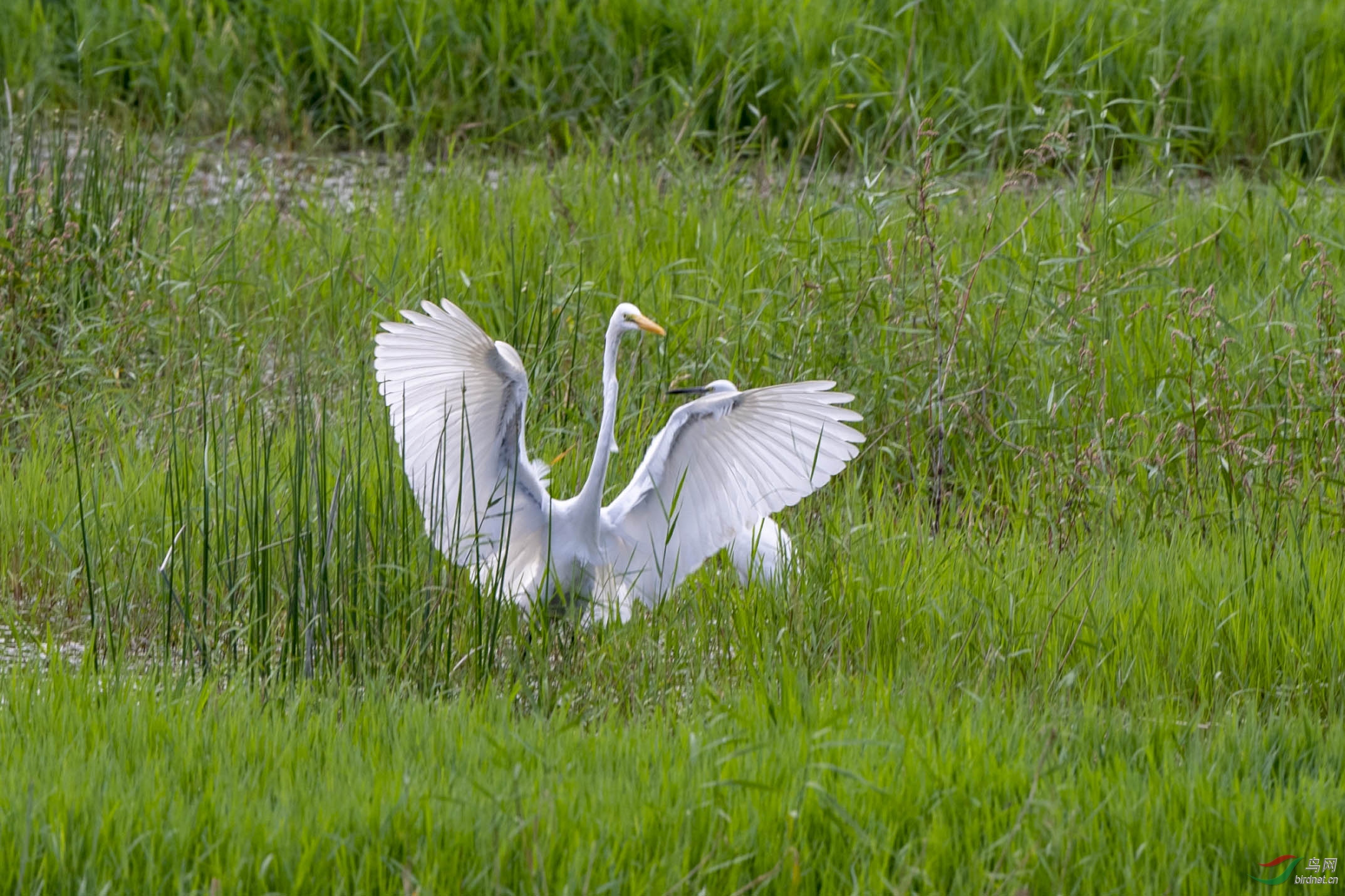 D50_4594.jpg