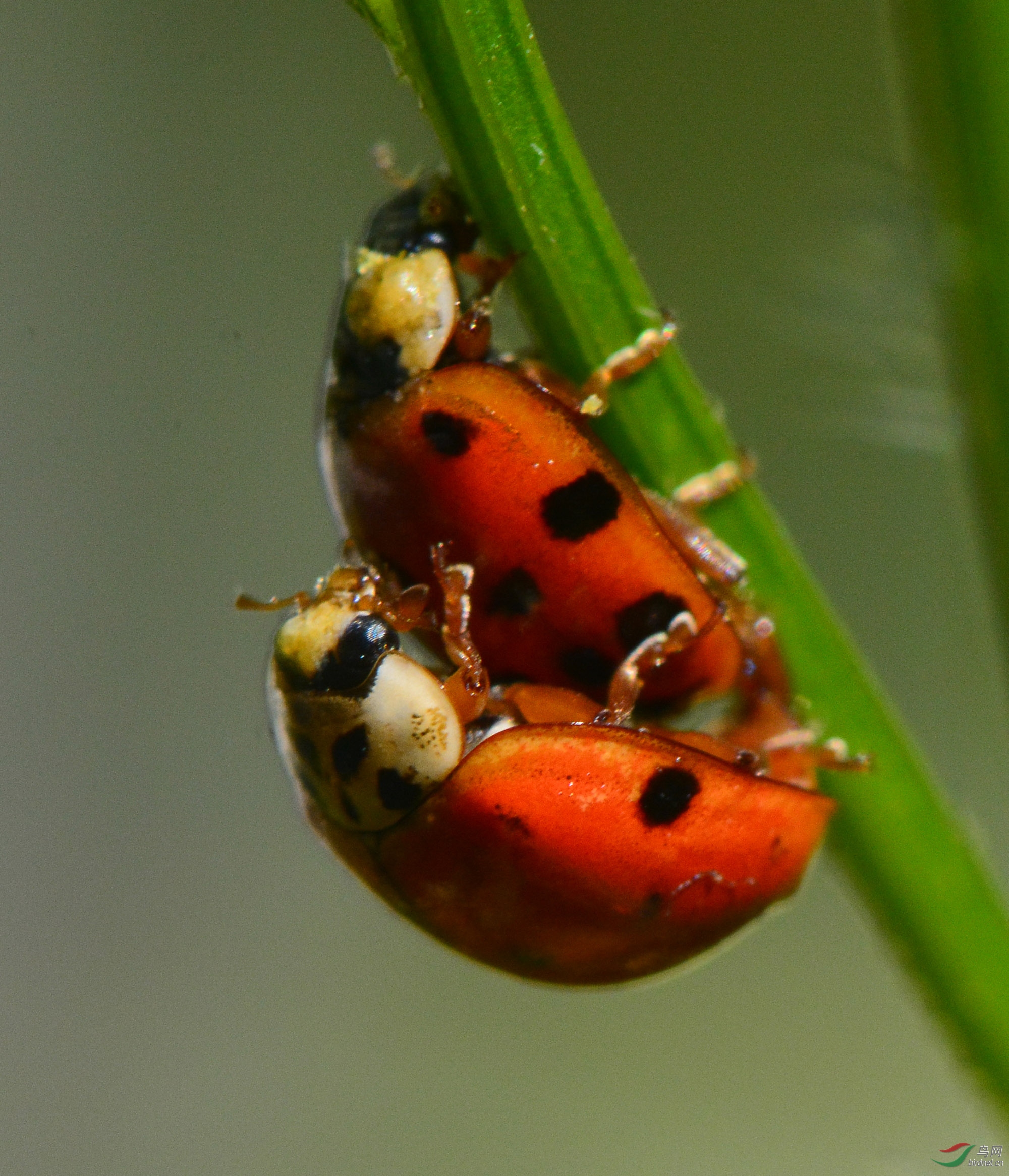 ������Ӱ 594����.jpg