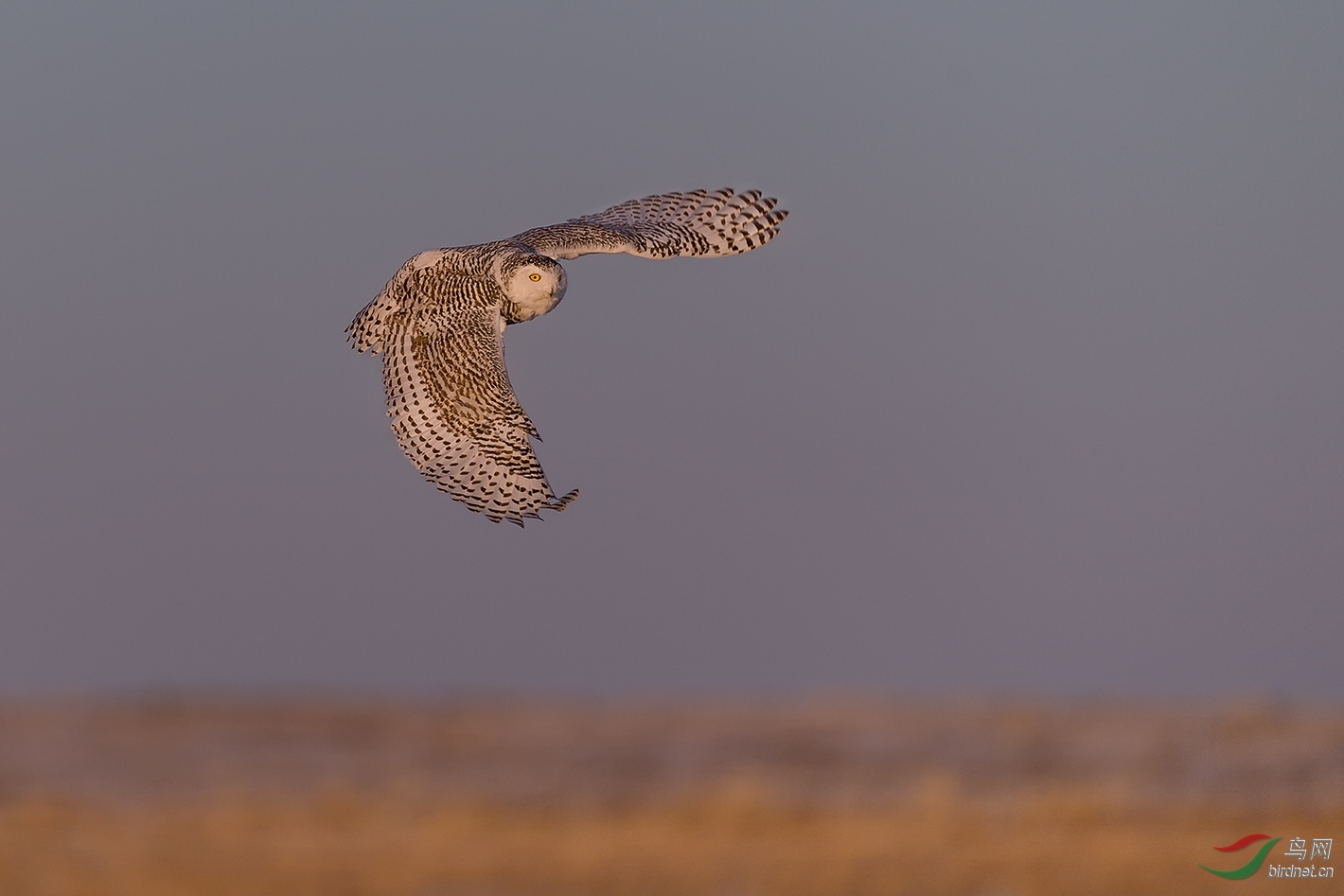 DSC_2915.jpg