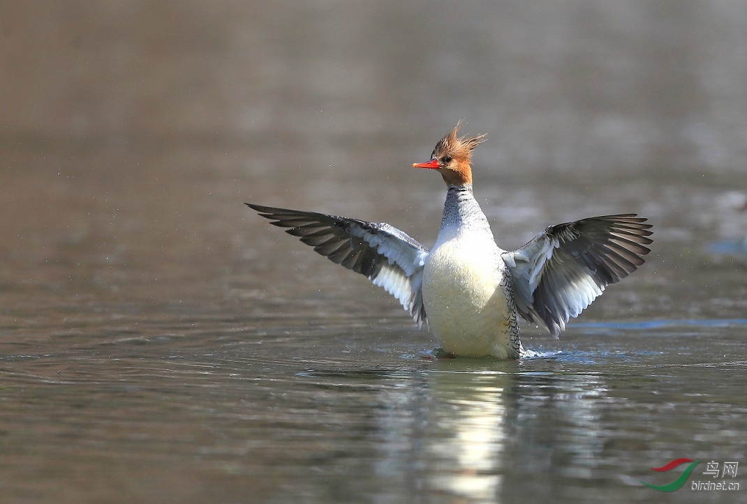 �л���ɳѼչ��