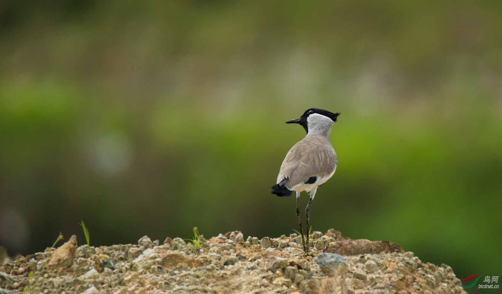 好奇~~~~距翅麦鸡