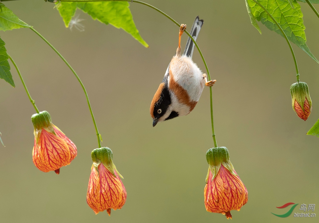 AK8I9135  01_����_����.jpg