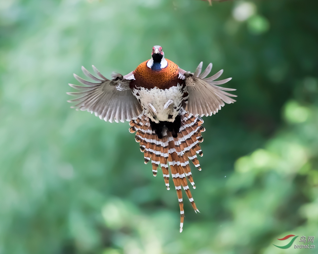 �׾���β��