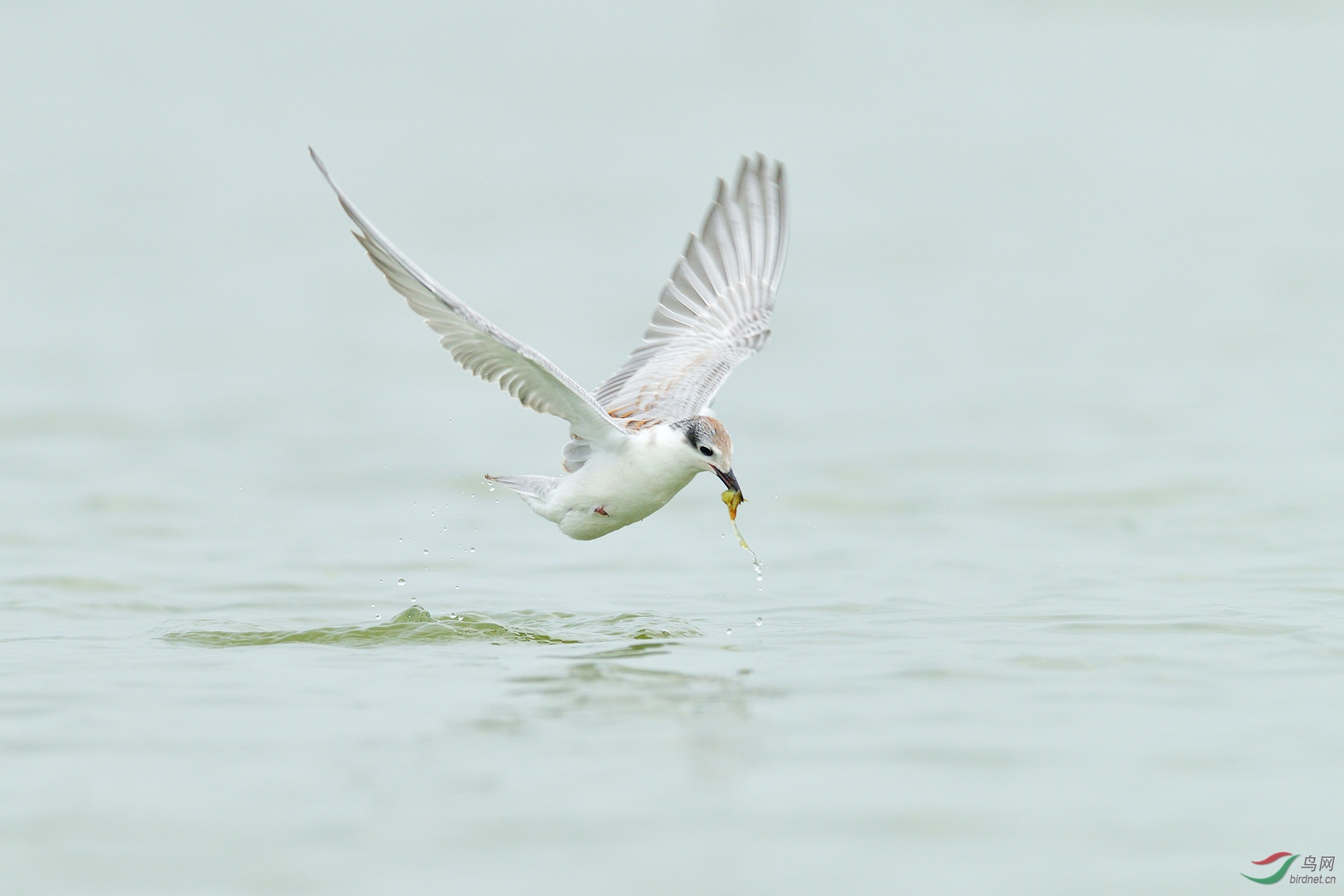 DSC_8789_С��ţ�� �ϴ�.jpg