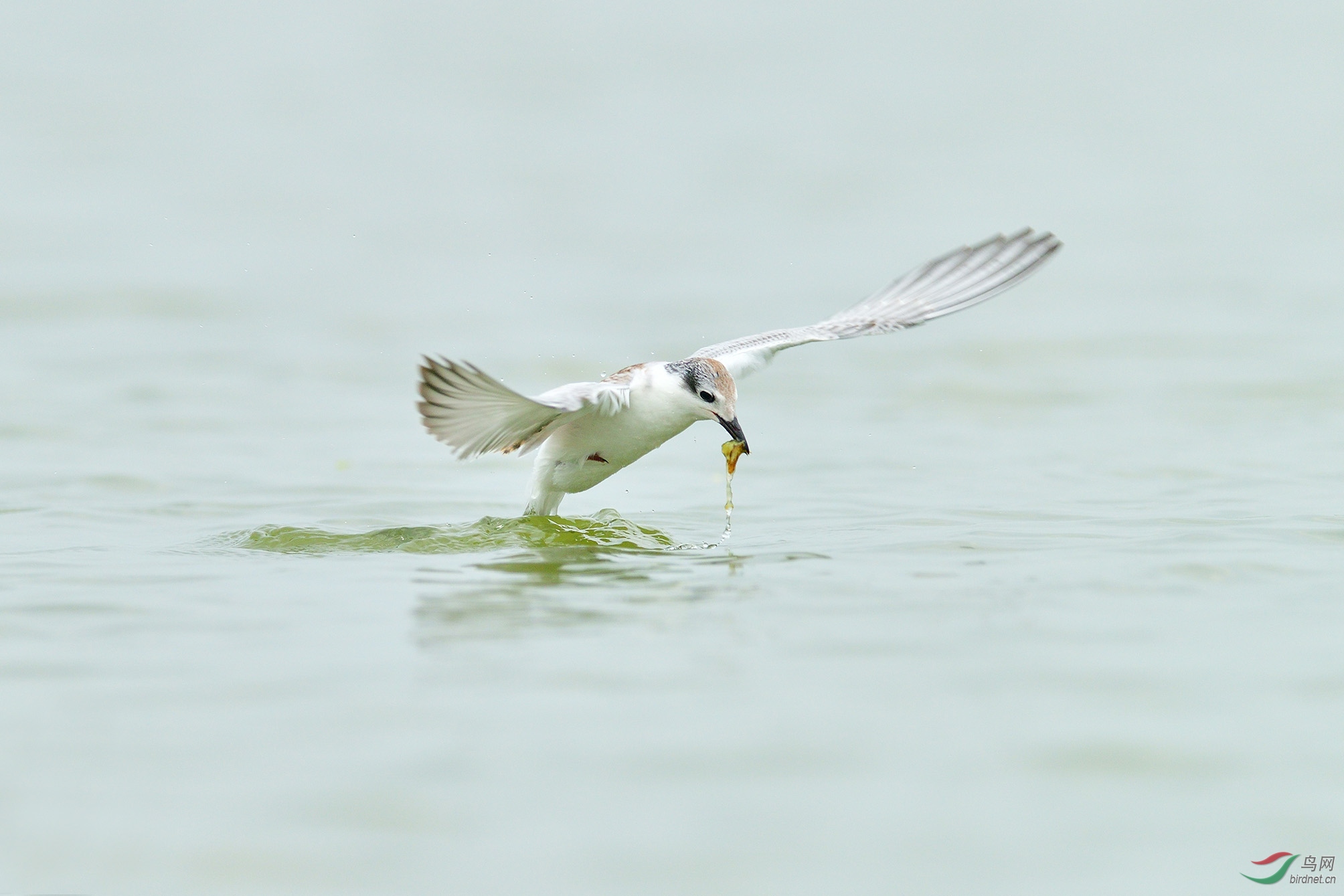 DSC_8788_С��ţ�� �ϴ�.jpg