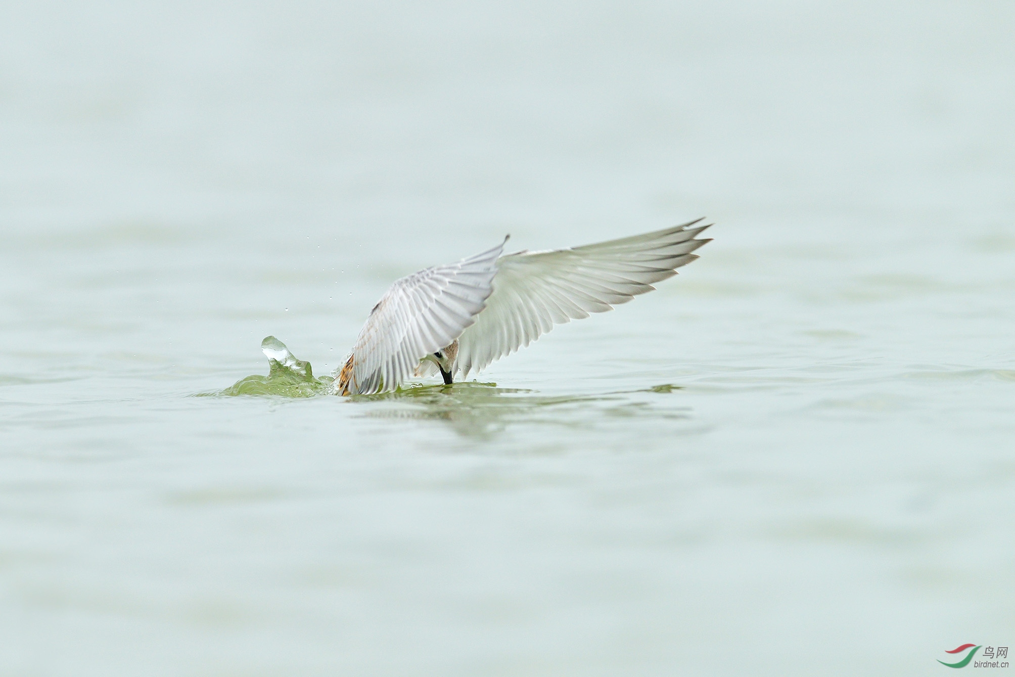 DSC_8787_?С��ţ�� �ϴ�.jpg