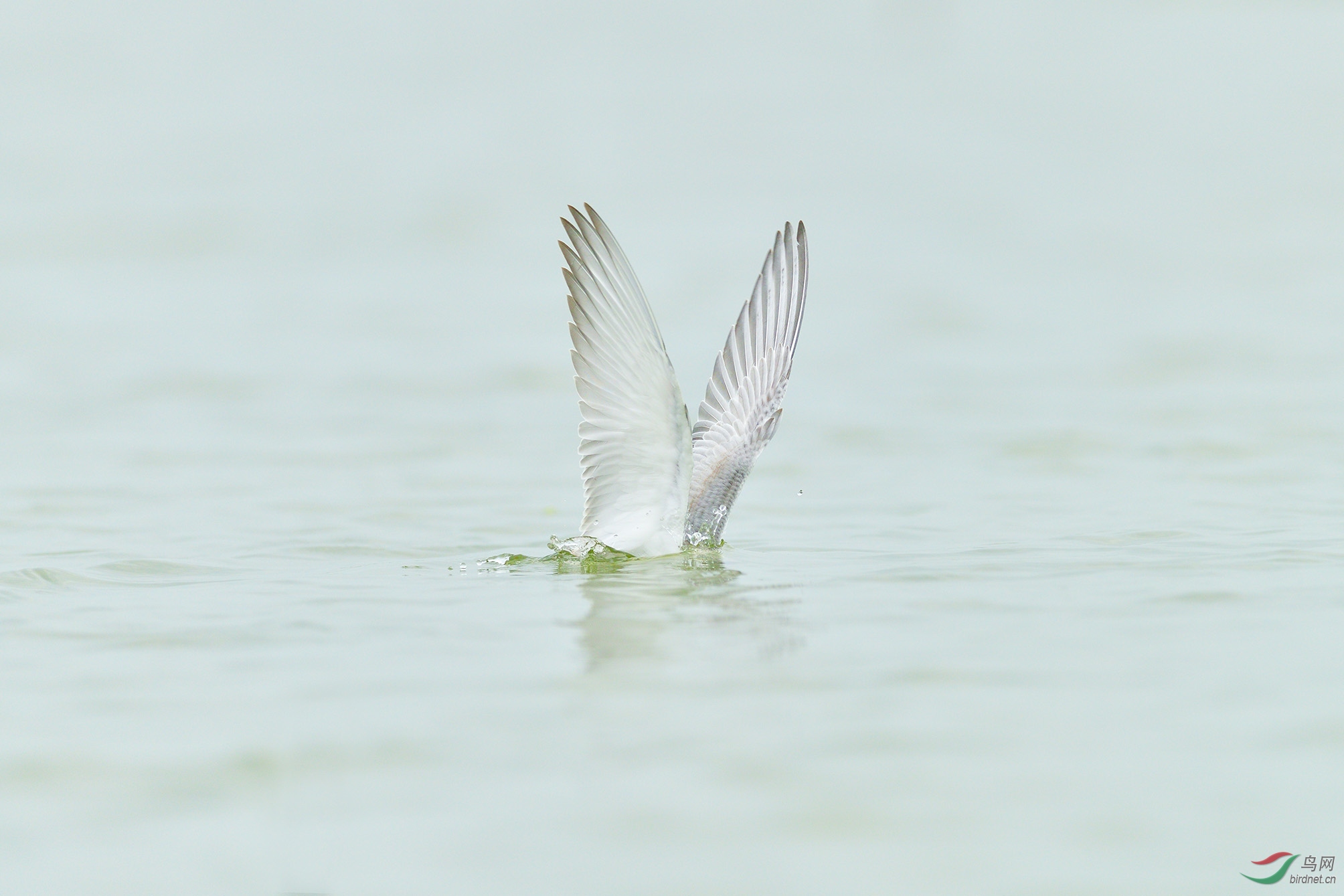 DSC_8785_С��ţ�� �ϴ�.jpg