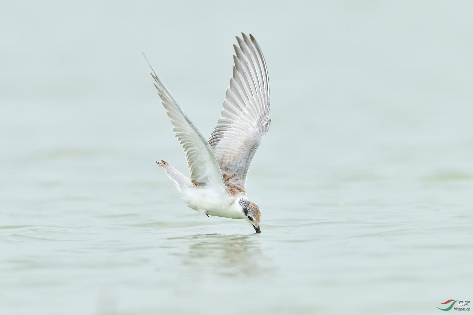 DSC_8784   С��ţ�� �ϴ�.jpg